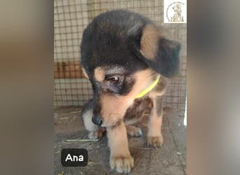 Ana – kleines Mädchen, große Pläne!