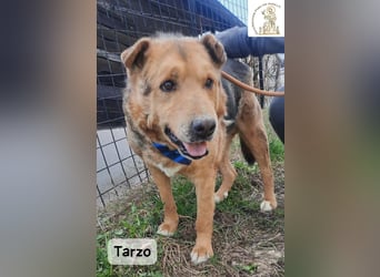 Tarzo – Ein Herz voller Jahre, das Ruhe verdient!