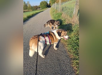 Ike – nicht nur optisch was ganz Besonderes!