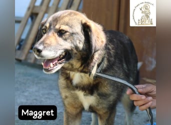 Maggret – ruhig, feinfühlig, zauberhaft und ein bisschen Magie auf vier Pfoten!