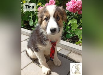 Tina – Manchmal braucht das Glück nur ein kleines Körbchen!