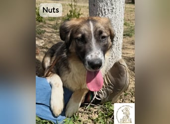 Nuts – manche Seelen tragen ihren Zauber ganz leise!