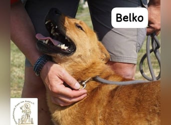 Belko – der Kumpel, auf den man gewartet hat!