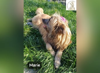 Marie – zu süß für diese Welt, aber kein bisschen aus Zucker!