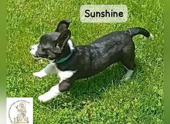 Sunshine – ein kleines Lächeln auf vier Pfoten!