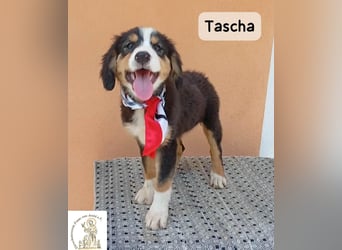 Tascha – heute wäre ein guter Tag, um ein Zuhause zu finden!