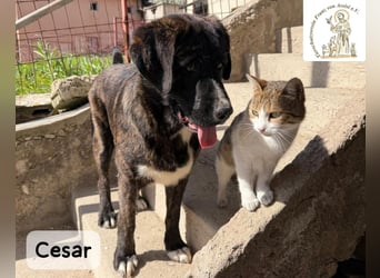 Cesar – ein großer Junge mit Honig im Herzen!