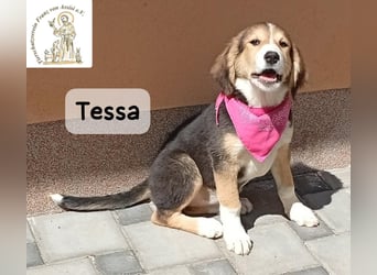 Tessa – manche Schätze findet man auf vier Pfoten!
