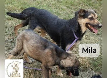 Mila – Heldinnen können auch manchmal ganz klein sein!
