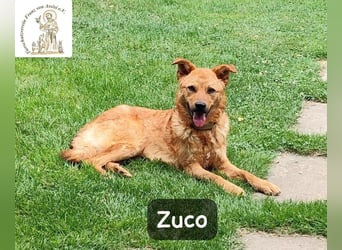 Zuco – jung, klug, charmant – und ziemlich bereit fürs Zuhause!