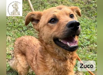 Zuco – jung, klug, charmant – und ziemlich bereit fürs Zuhause!