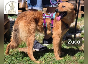 Zuco – jung, klug, charmant – und ziemlich bereit fürs Zuhause!