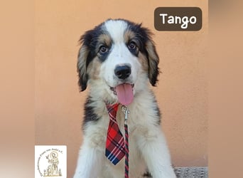 Tango – die Welt ist groß – aber ein Zuhause ist das Größte!