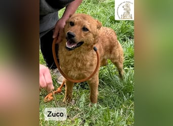Zuco – jung, klug, charmant – und ziemlich bereit fürs Zuhause!