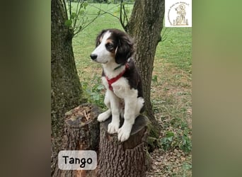 Tango – große Pfoten, großes Herz und viel Potenzial!