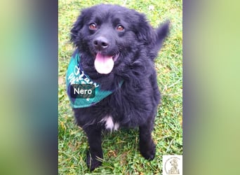 Nero – Herzensbrecher mit viel Charme und einigen Flausen im Kopf!