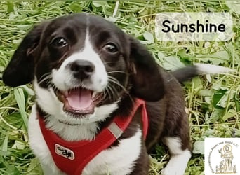 Sunshine – ein kleines Lächeln auf vier Pfoten!