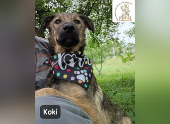 Koki – Wer Abenteuer sucht, sollte jetzt weiterlesen!