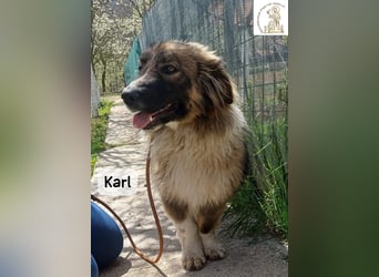 Karl – ein echtes Unikat auf vier Pfoten!