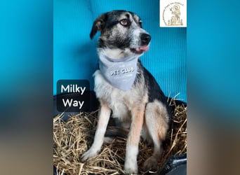 Milky Way – nicht laut, aber genau richtig!