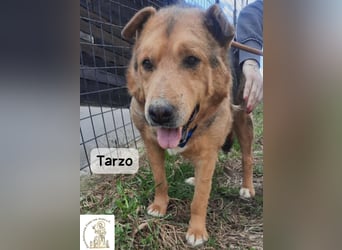 Tarzo – Ein Herz voller Jahre, das Ruhe verdient!
