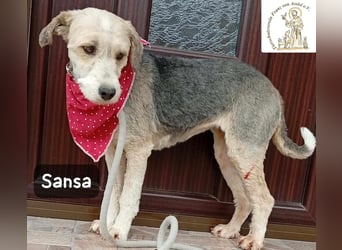 Sansa – der Neuanfang steht ihr einfach gut!