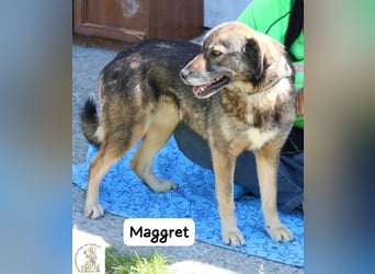 Maggret – ruhig, feinfühlig, zauberhaft und ein bisschen Magie auf vier Pfoten!