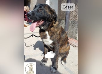 Cesar – ein großer Junge mit Honig im Herzen!