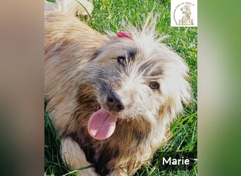 Marie – zu süß für diese Welt, aber kein bisschen aus Zucker!