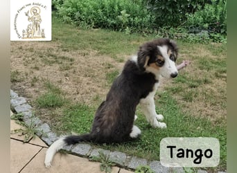 Tango – große Pfoten, großes Herz und viel Potenzial!