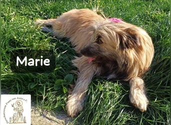 Marie – zu süß für diese Welt, aber kein bisschen aus Zucker!