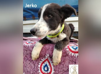 Jerko – sucht Komplizen fürs ganze Leben!