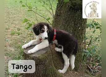 Tango – große Pfoten, großes Herz und viel Potenzial!