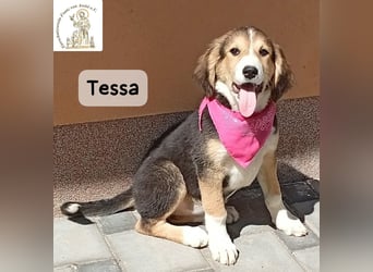 Tessa – manche Schätze findet man auf vier Pfoten!
