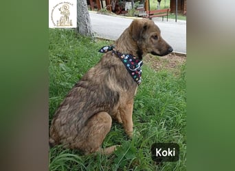 Koki – Wer Abenteuer sucht, sollte jetzt weiterlesen!