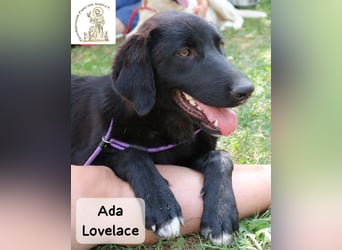 Ada Lovelace – sucht ihre Menschen für ein ganzes Hundeleben!