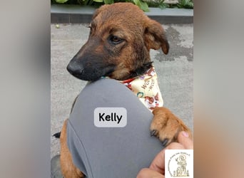 Kelly – Das Leben beginnt dort, wo Neugier auf Vertrauen trifft!