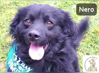 Nero – Herzensbrecher mit viel Charme und einigen Flausen im Kopf!