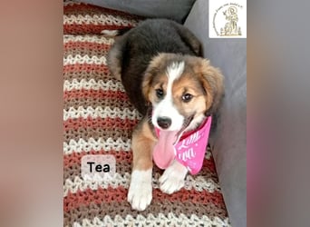 Tea – zu jung, um die Welt allein zu erobern!