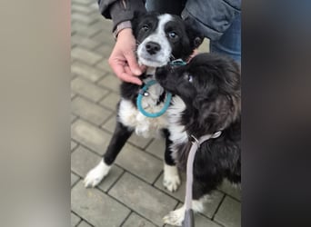 Jerko – sucht Komplizen fürs ganze Leben!