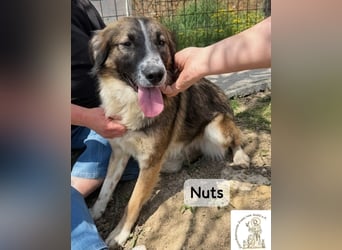 Nuts – manche Seelen tragen ihren Zauber ganz leise!