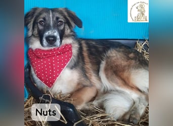 Nuts – leise beginnen, gemeinsam stärker werden!