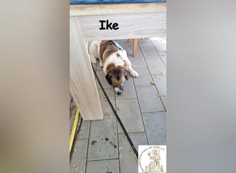 Ike – nicht nur optisch was ganz Besonderes!