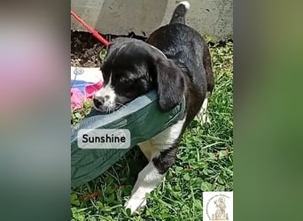 Sunshine – ein kleines Lächeln auf vier Pfoten!