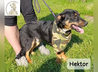 Hektor – mittendrin statt brav daneben!