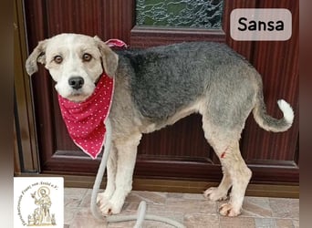 Sansa – der Neuanfang steht ihr einfach gut!