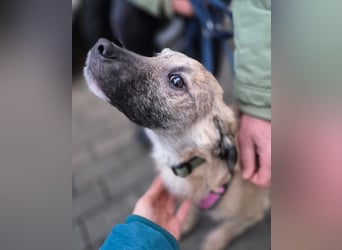 Zlatko – wo aus einem Welpen Familie wird!