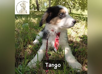 Tango – die Welt ist groß – aber ein Zuhause ist das Größte!