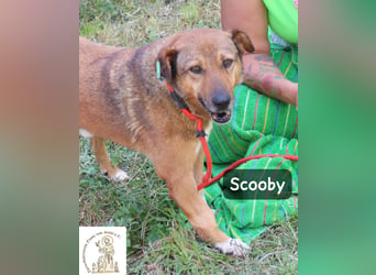 Scooby – kein Jungspund mehr, aber längst nicht fertig mit dem Leben!