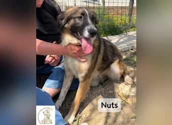 Nuts – manche Seelen tragen ihren Zauber ganz leise!